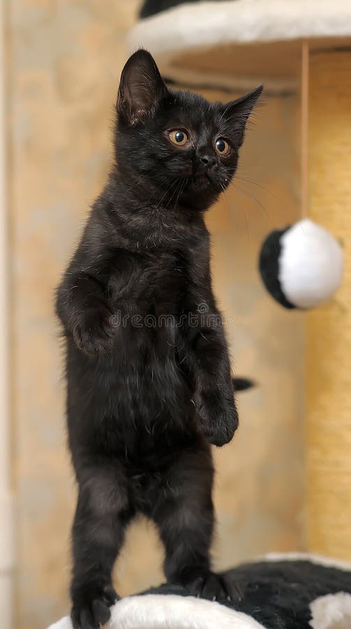 Cute Black Kitten Playing Standing on Its Hind Legs Stock Photo Image of looking, mini 55769398