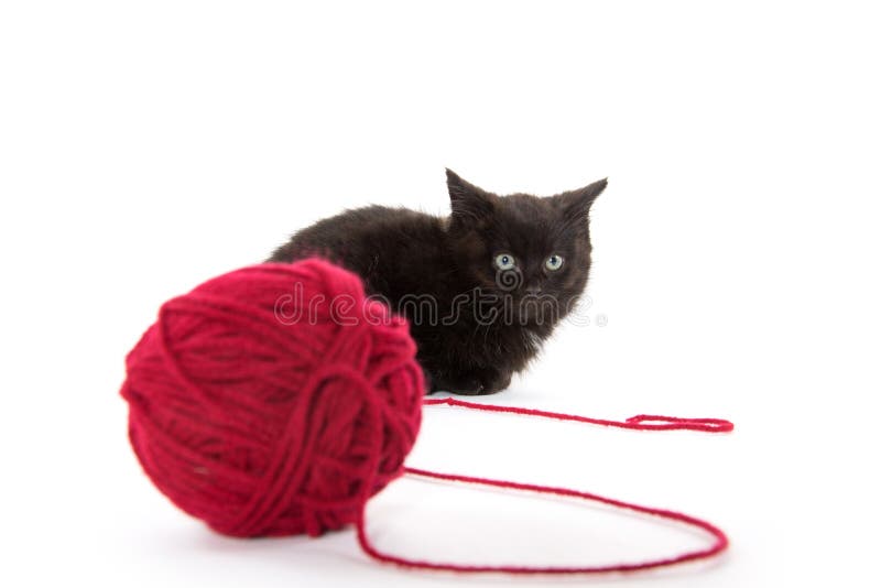 Cute black kitten and red ball of yarn royalty free stock image Cute black kitten and red ball of yarn royalty free stock image