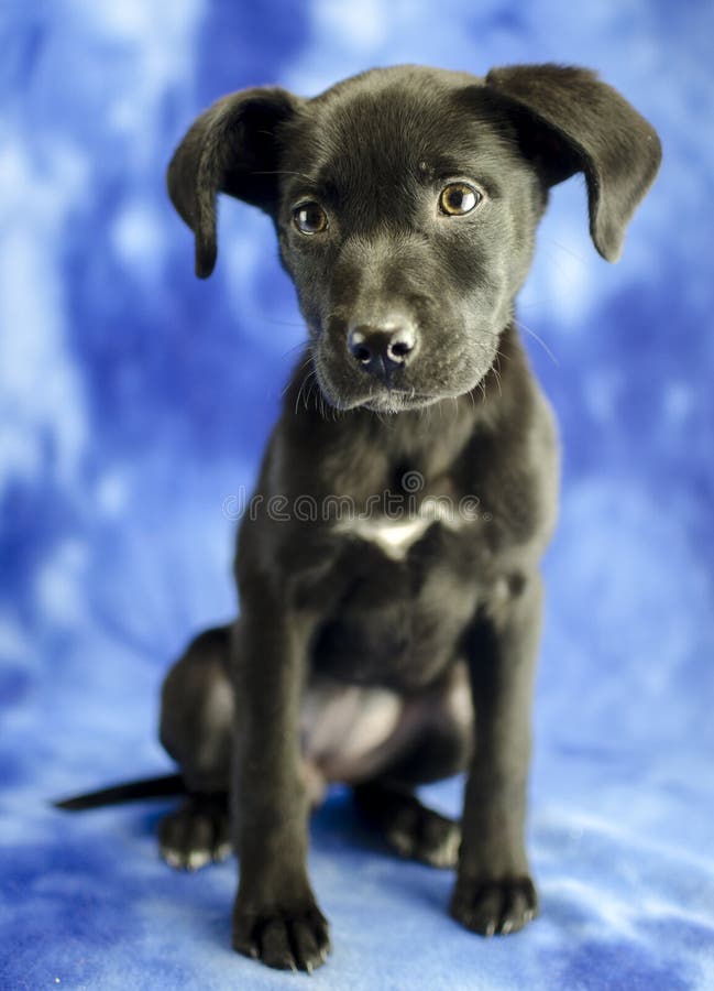 sammensatte Gå op Creek Cute Black Lab Mix Puppy Dog in Photo Studio Stock Photo - Image of puppy,  tail: 168744350