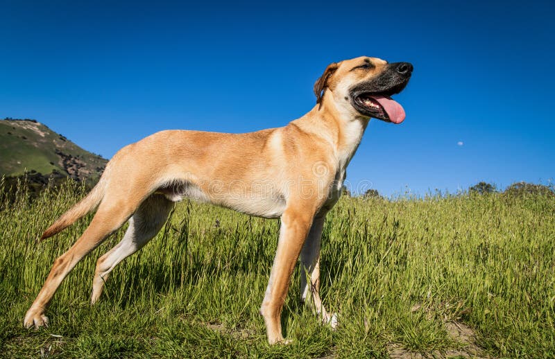 are bones safe for black mouth cur puppies