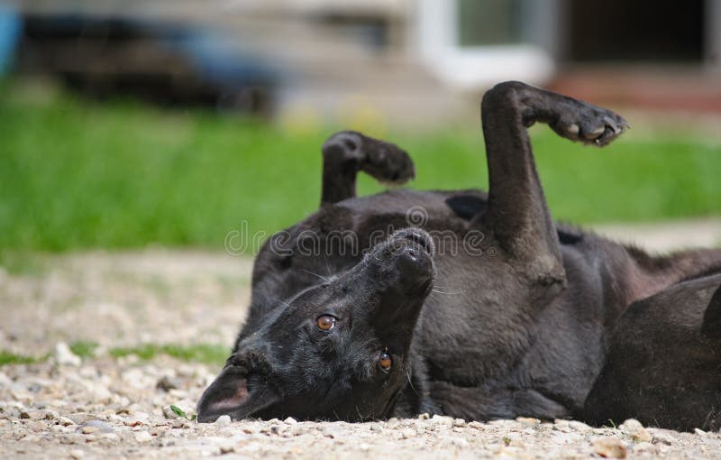 cute-black-mutt-dog-rolling-backyard-looking-camera-220535122.jpg