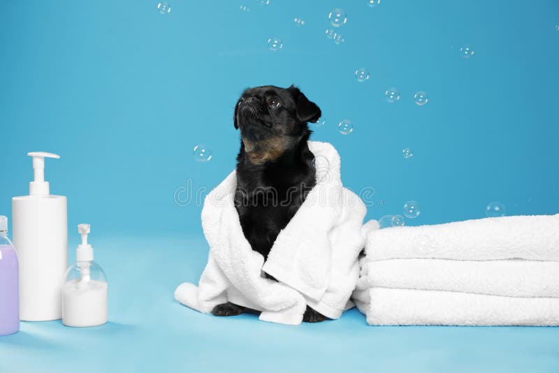 Cute black Petit Brabancon dog with towel, bath accessories and bubbles on light blue stock images Cute black Petit Brabancon dog with towel, bath accessories and bubbles on light blue stock images