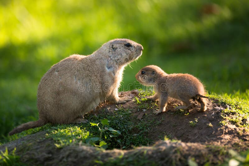 Cute black tailed prairie dog with a youngster