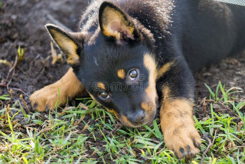 tan australian kelpie