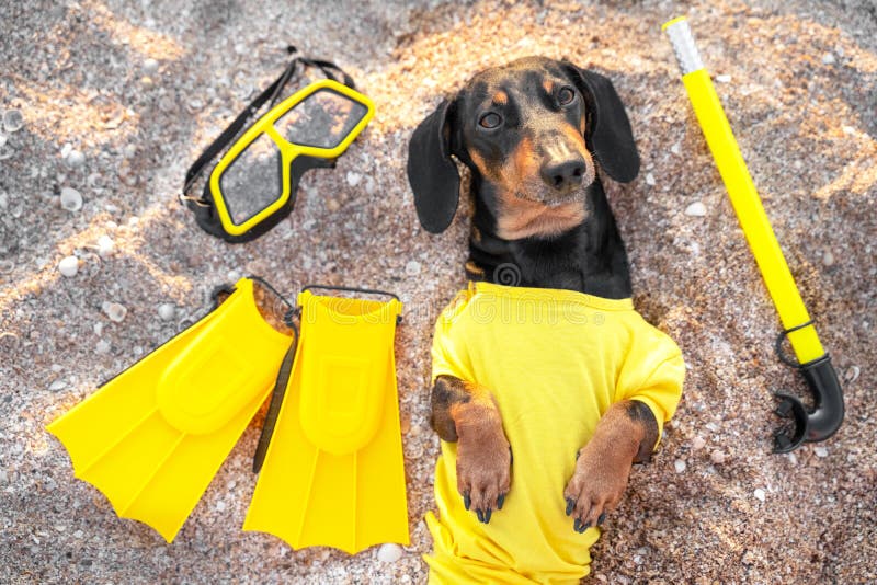 Cute black and tan dachshund lies on the sand beach, wearing bright yellow diving suit, with scuba glasses and equipment around.