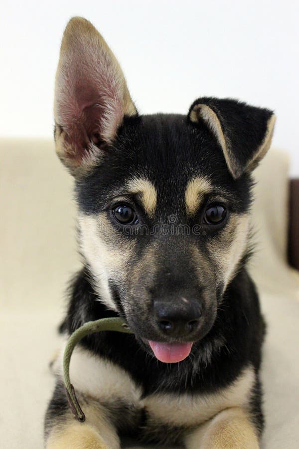 Cute black and tan puppy with floppy ear playing with green stick indoors in natural light royalty free stock image