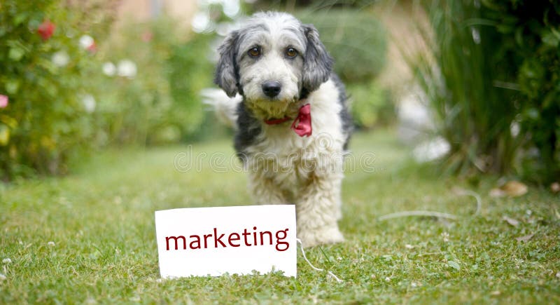 The cute black and white adopted dog royalty free stock photography The cute black and white adopted dog royalty free stock photography