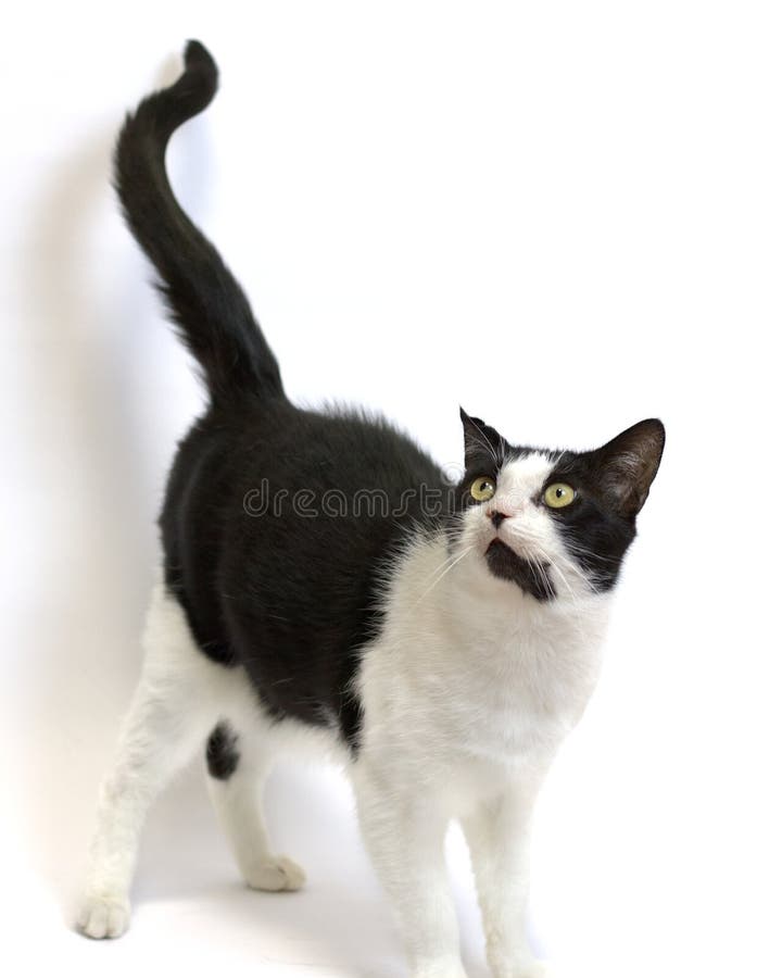 Cat sideways isolated stock photo. Image of adult, isolated - 35803634