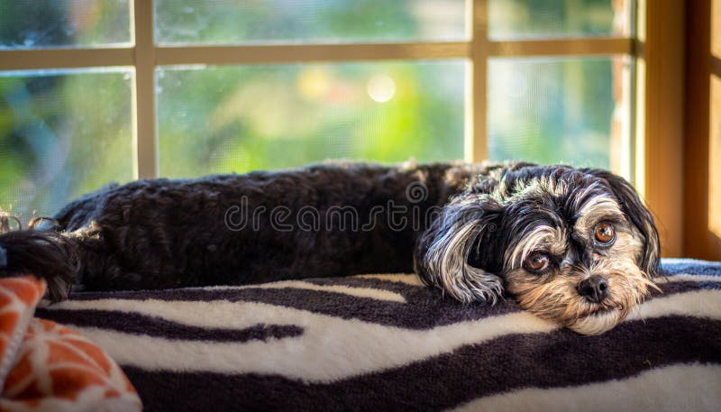 Small black and white puppy dog waiting looking depressed and sad by window