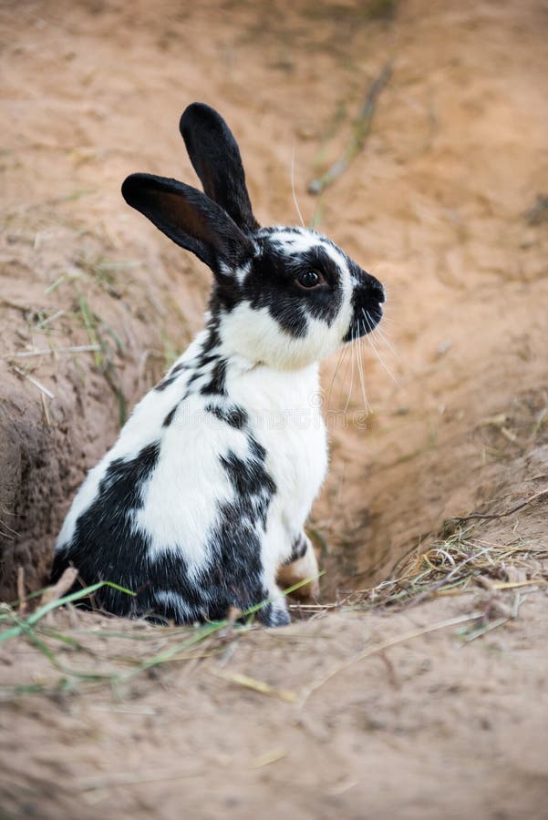 Cute Black White Rabbit Digging Hole in the Ground Stock Photo Image of digging, animal 165029414