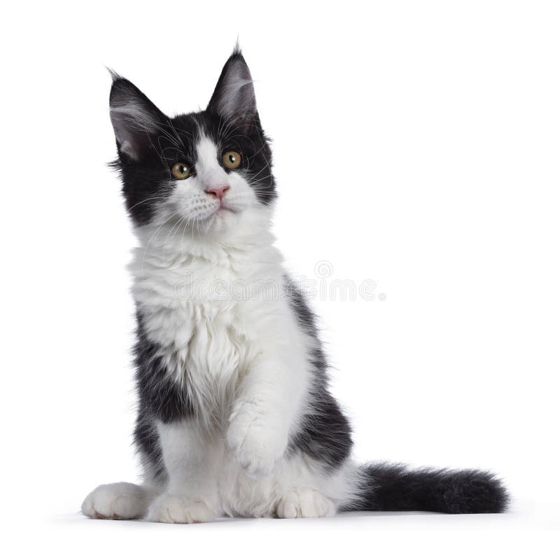 Black and White Solid Bicolor Maine Coon Cat on White Stock Photo