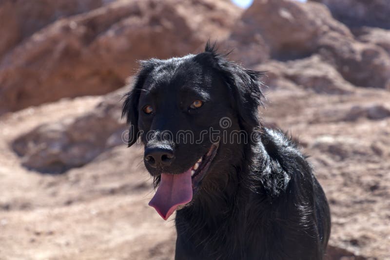 Cute black young dog walking at Atacama desert and looking away royalty free stock photography Cute black young dog walking at Atacama desert and looking away royalty free stock photography