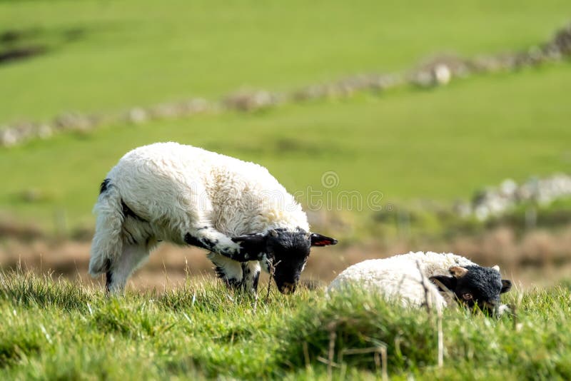 Cute Blackface Sheep Lambs in a Field in County Donegal Ireland Stock