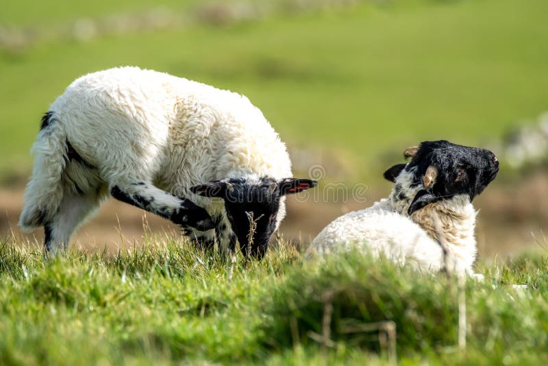 Cute Blackface Sheep Lambs in a Field in County Donegal Ireland Stock