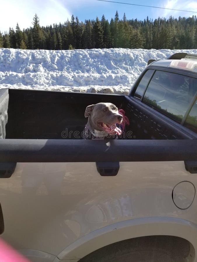 Cute Blue Nose Pitbull Riding in Back of Truck royalty free stock photography Cute Blue Nose Pitbull Riding in Back of Truck royalty free stock photography