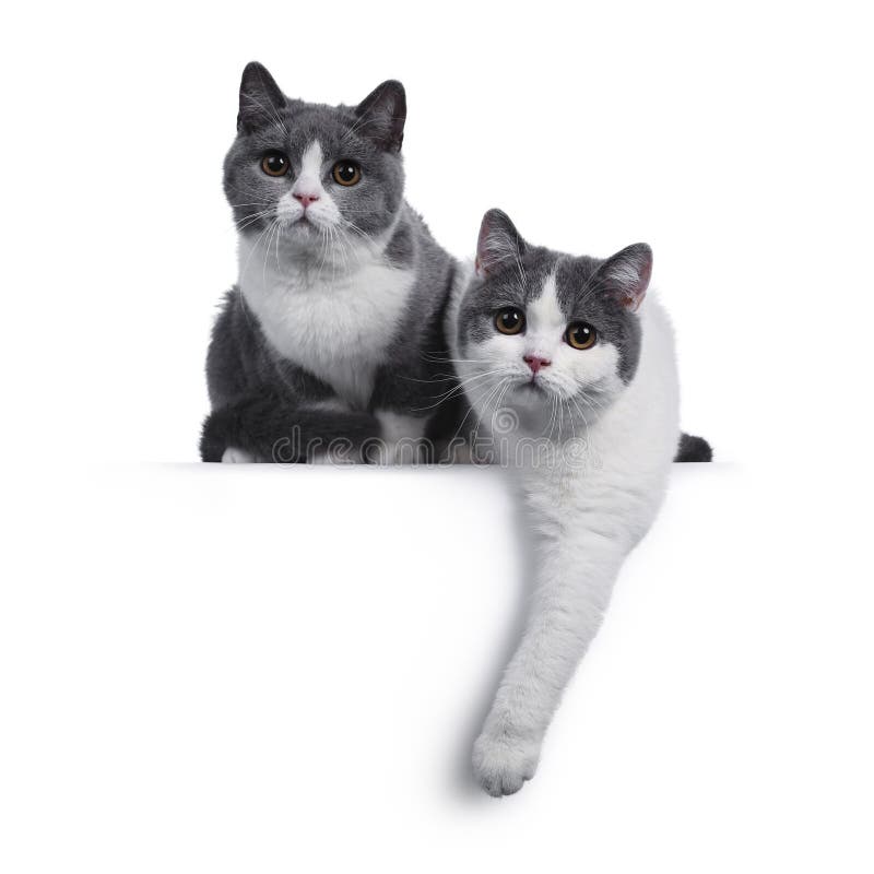 british shorthair blue and white