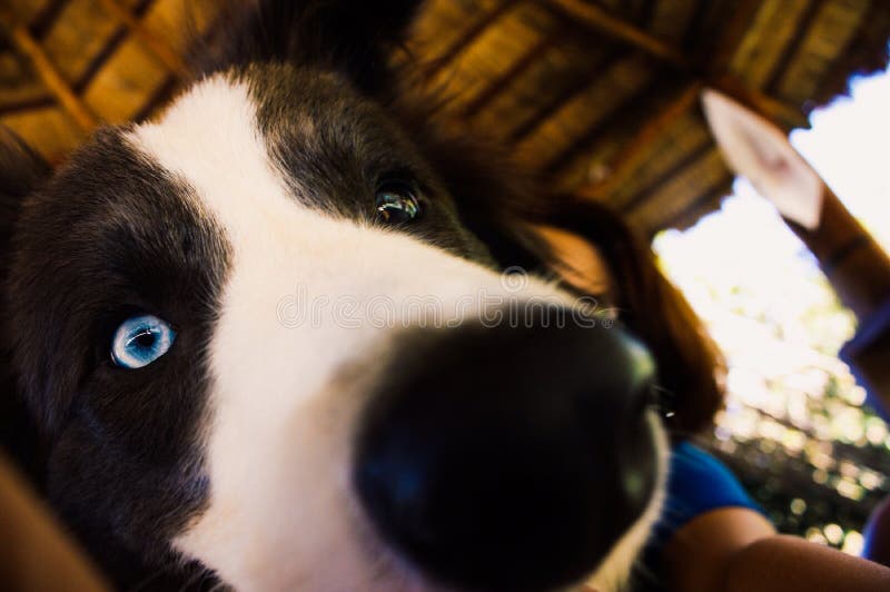 Premium Photo  A closeup shot of a spotted border collie blue merle dog  with heterochromia eyes