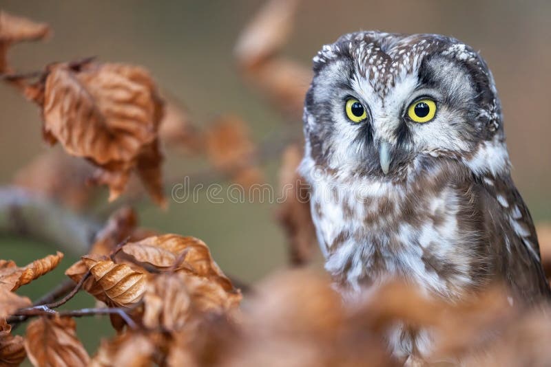 Cute boreal owl  is sitting on the tree branch closeup