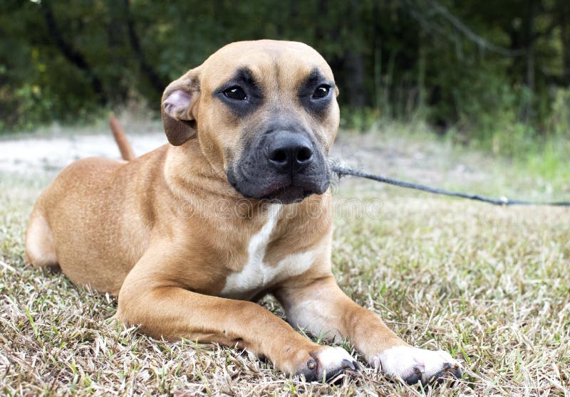 brindle boxer and pitbull mix