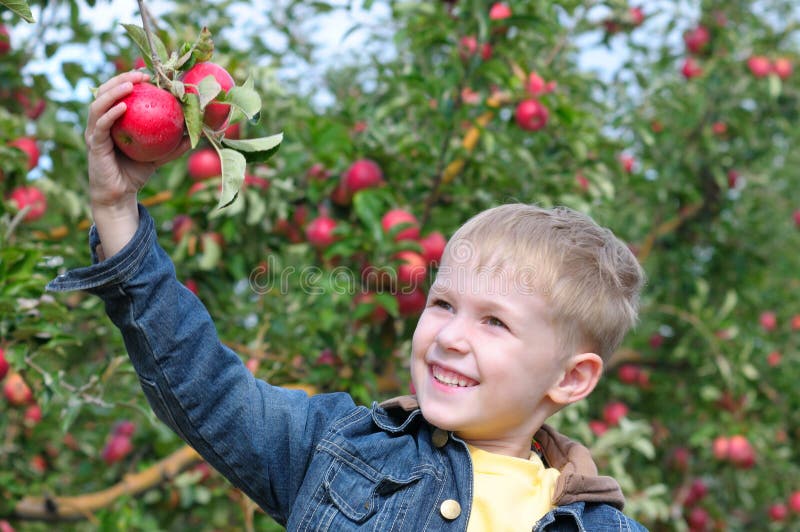 Cute boy in apple orchard royalty free stock image