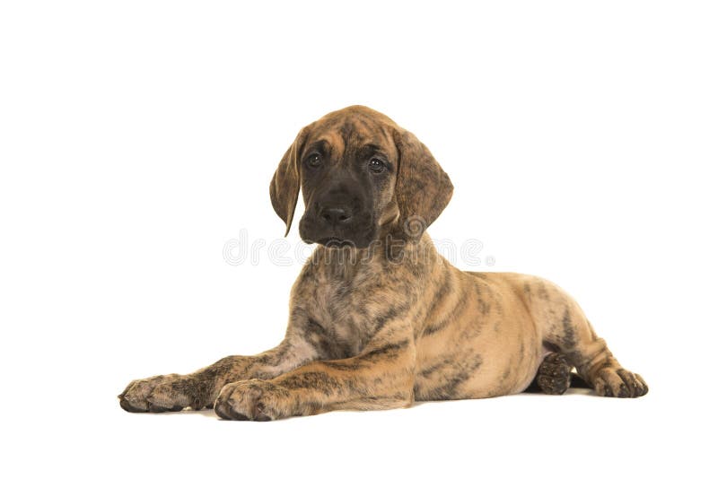 Cute brindle great dane puppy lying down isolated on a white background stock photography Cute brindle great dane puppy lying down isolated on a white background stock photography
