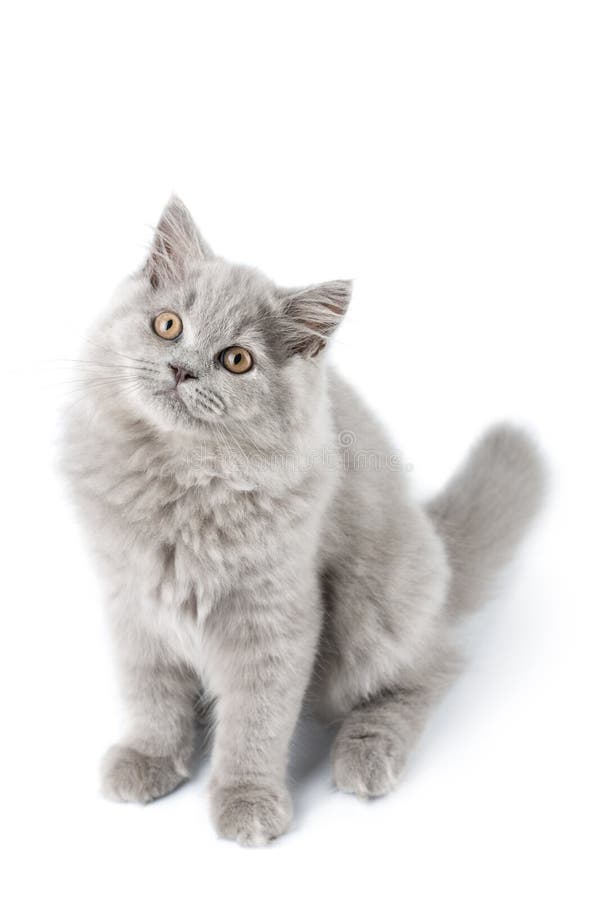 Cute British kitten isolated