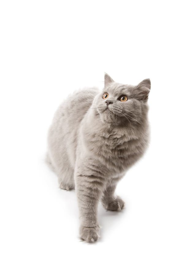 Cute British kitten looking up isolated