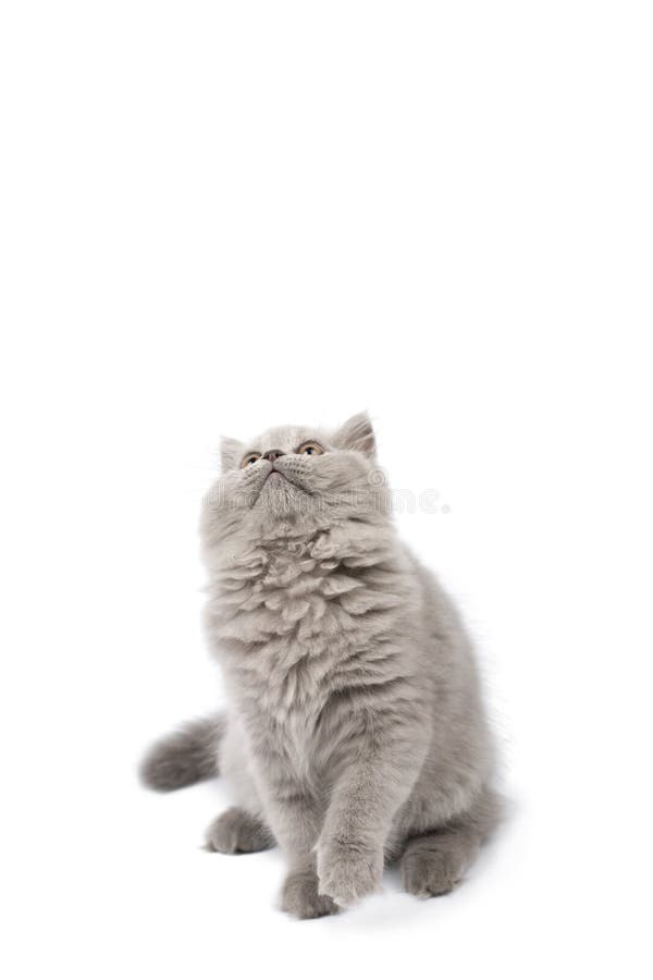 Cute British kitten looking up isolated