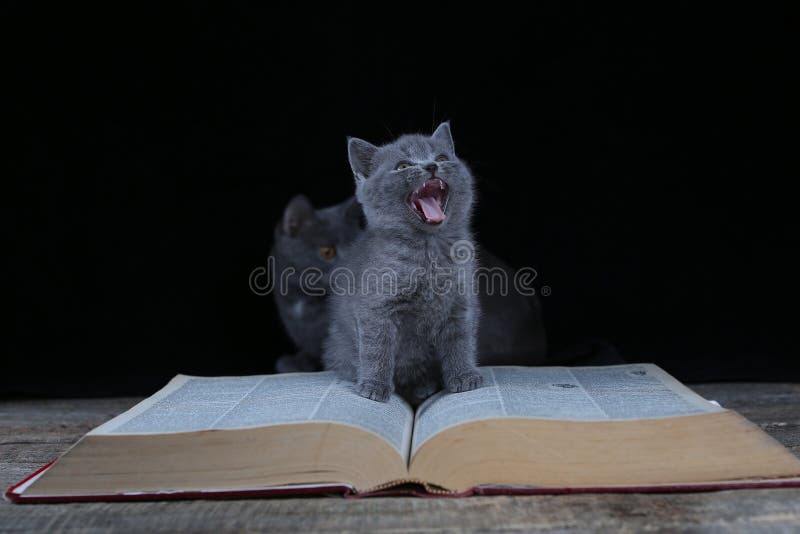 Cute kitten yawning on an opened book, isolated portrait
