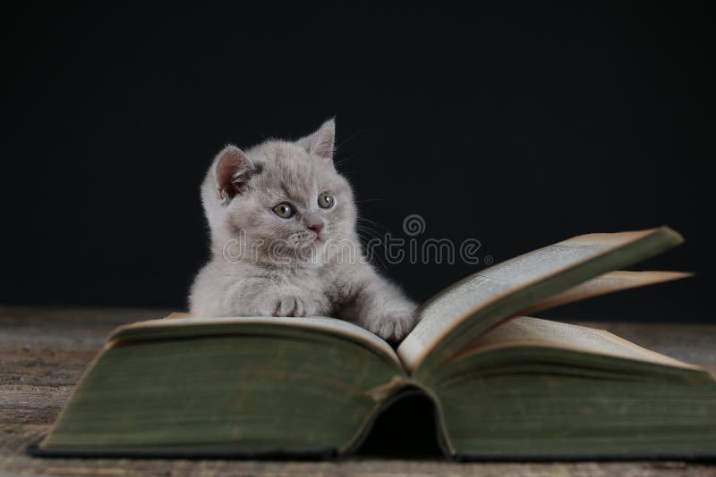 Cute kittens reading a book, black background