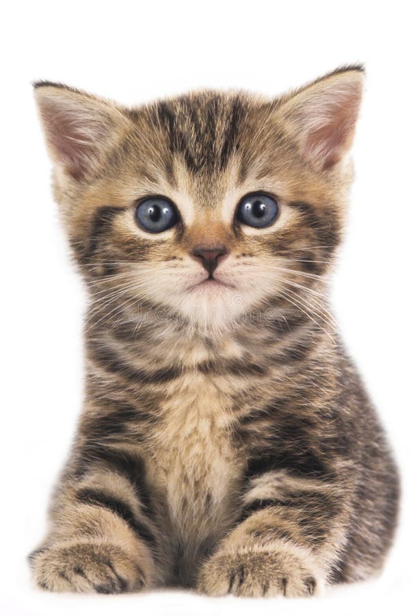 Cute british shorthair kitten isolated
