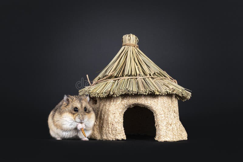 Man Holding A Tiny Beautiful Hamster Stock Photo - Download Image