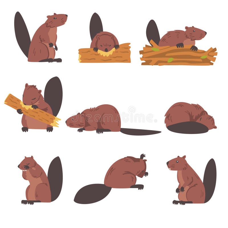 Cute Brown Beavers Set, Wild Rodent Animals Cartoon Vector Illustration