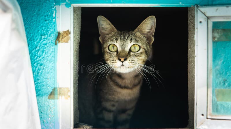 A cute brown and black stripes cat in a mailbox. Protecting newborn kitten inside the mailbox. Dark background