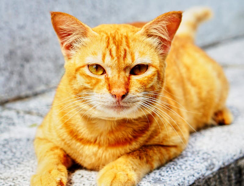 Cute brown cat stock image. Image of orange, animal, asian 99473871