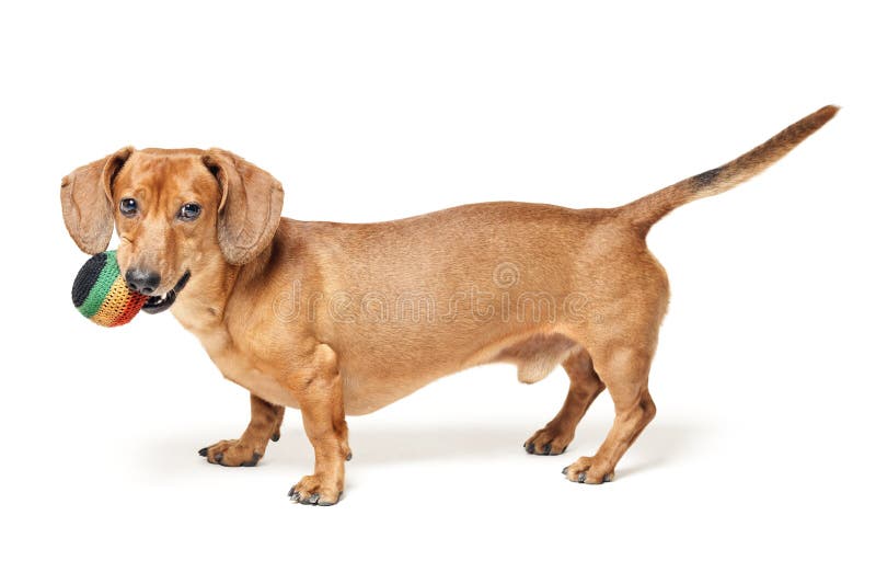 Cute brown dachshund dog with ball isolated on white royalty free stock image Cute brown dachshund dog with ball isolated on white royalty free stock image