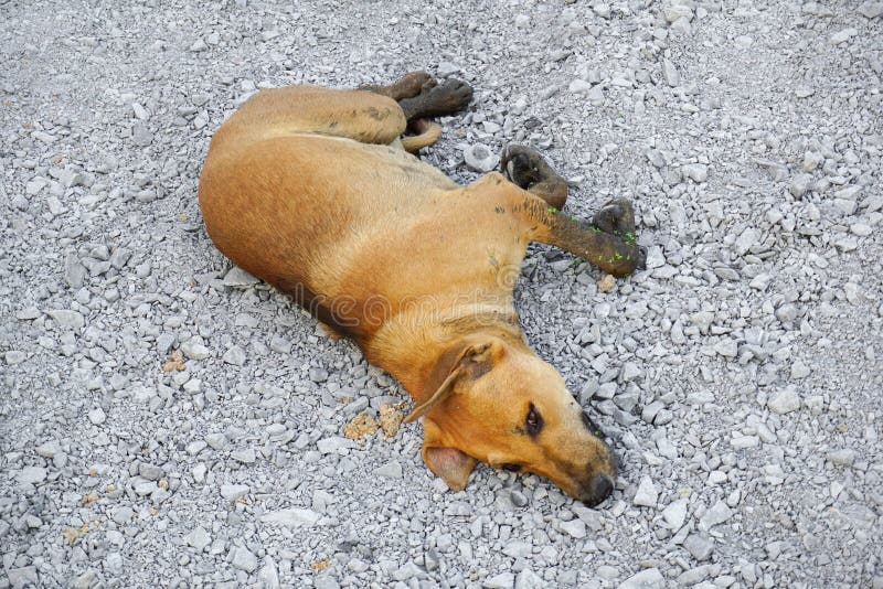 Cute Brown Dog Sleep on Stone Floor Stock Image Image of stone