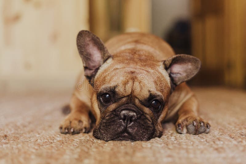 Cute Brown French Bulldog Lying at Home and Looking at the Camera. Pets ...