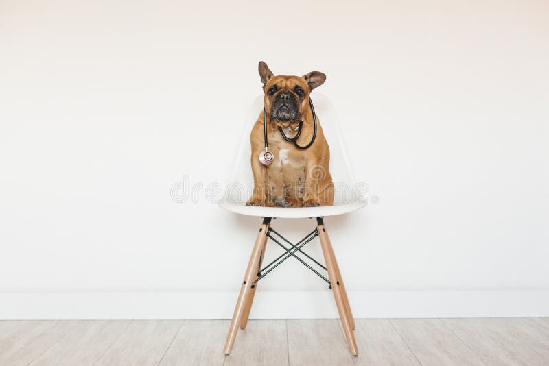 Cute brown french bulldog sitting on a chair at home. Wearing a veterinarian stethoscope. Pets care and veterinarian concept royalty free stock image Cute brown french bulldog sitting on a chair at home. Wearing a veterinarian stethoscope. Pets care and veterinarian concept royalty free stock image