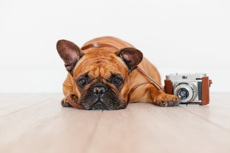 Cute Brown French Bulldog Sitting on the Floor. Using Old Vintage ...