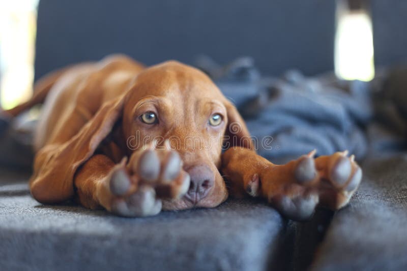 Cute brown hungarian vizsla puppy