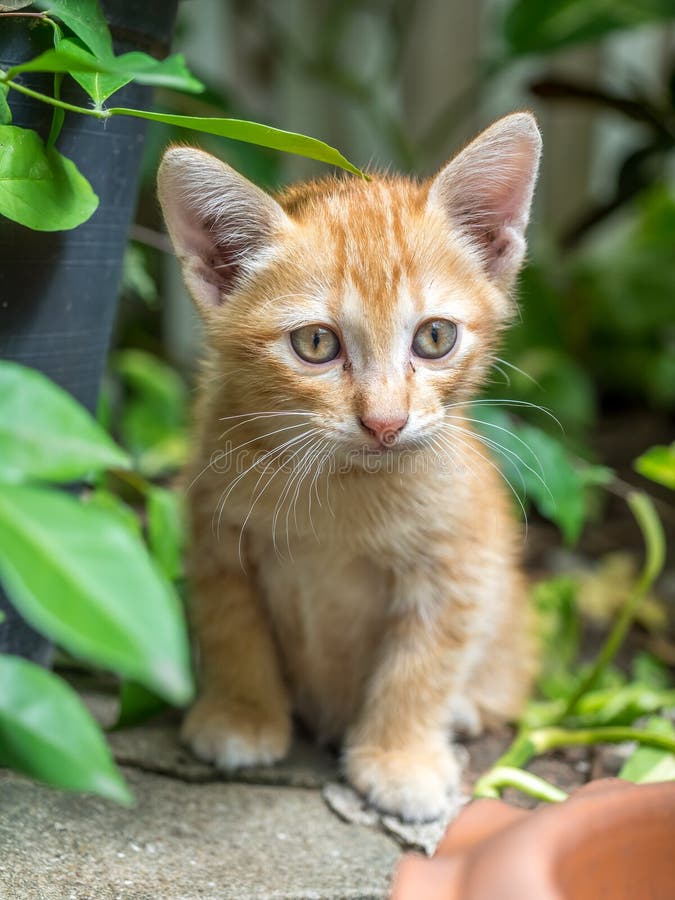Cute Brown Kitten Hide in Garden Stock Image Image of feed, nature