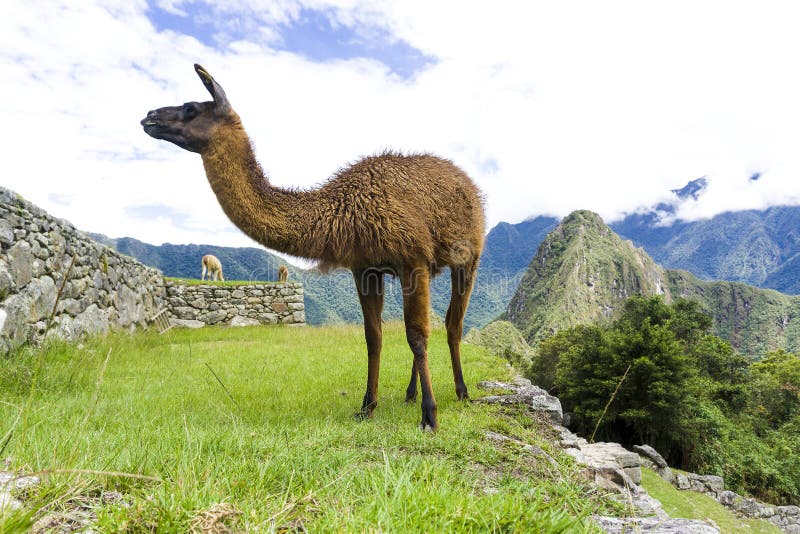 Cute Brown Lama on the Ruins of Machu Picchu Lost City in Peru Stock ...