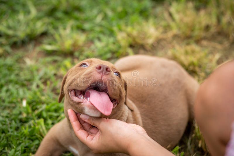 A cute brown pit bull, less than a month old, lies on the lawn of the dog farm. playing with owner Fat, soft-skinned puppies need
