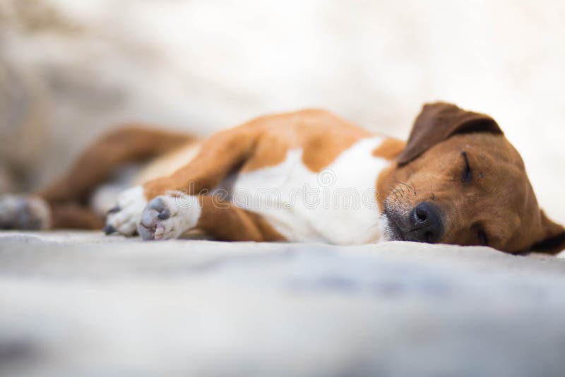 Carino marrone cucciolo di cane a pelo ritratto di bellezza.