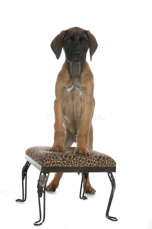 Cute brown puppy standing on printed stool