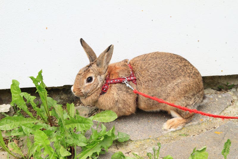 Rabbit on leash stock image. Image of furry, green, dandelion 106773985