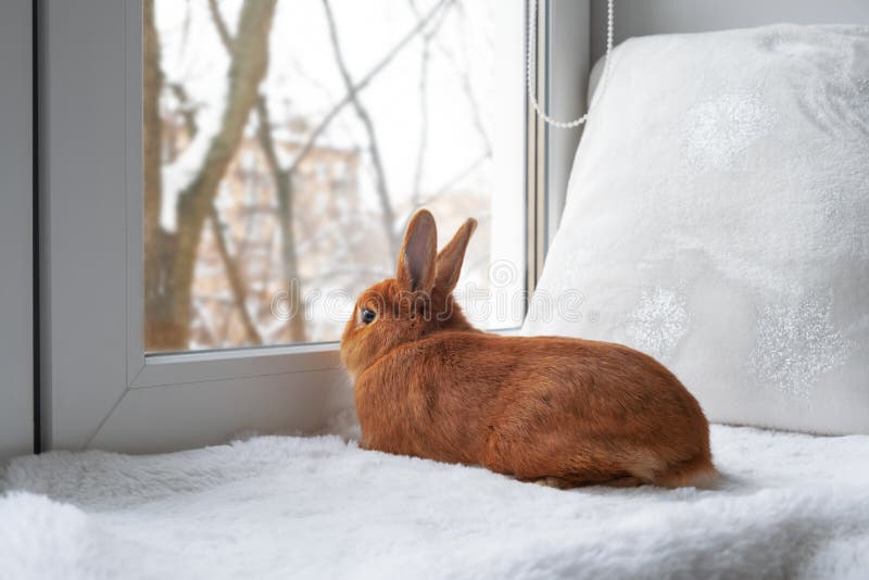 Cute brown red bunny rabbit lying down on white fuzzy blanket on windowsill looking through window indoors. Adorable pet