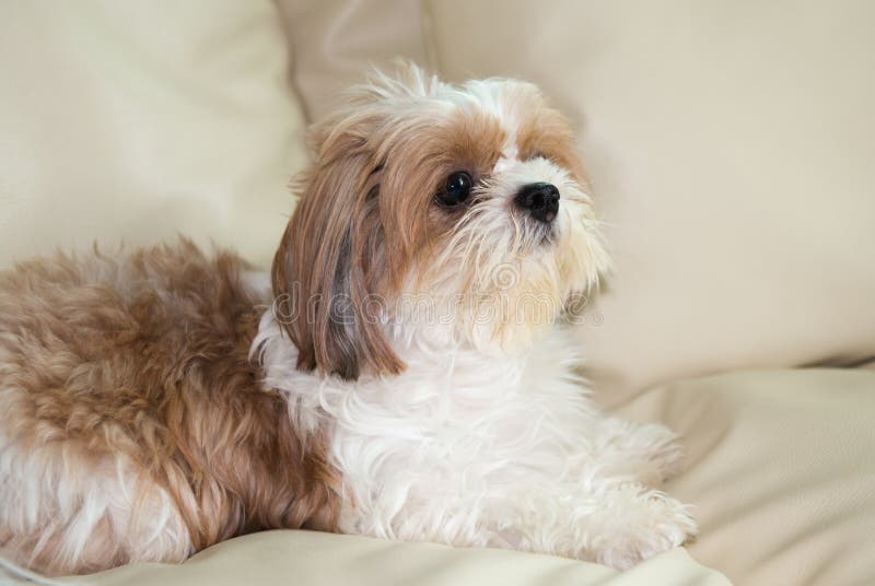 Brown Shih Tzu dog stock image. Image of canine, pedigreed 22881257