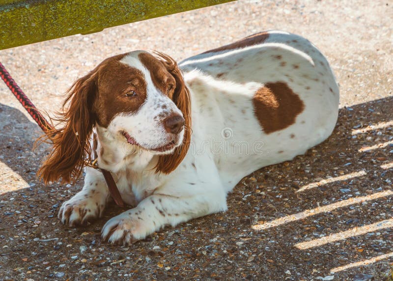 A cute brown and white spaniel rest in the shade under a bench royalty free stock photos